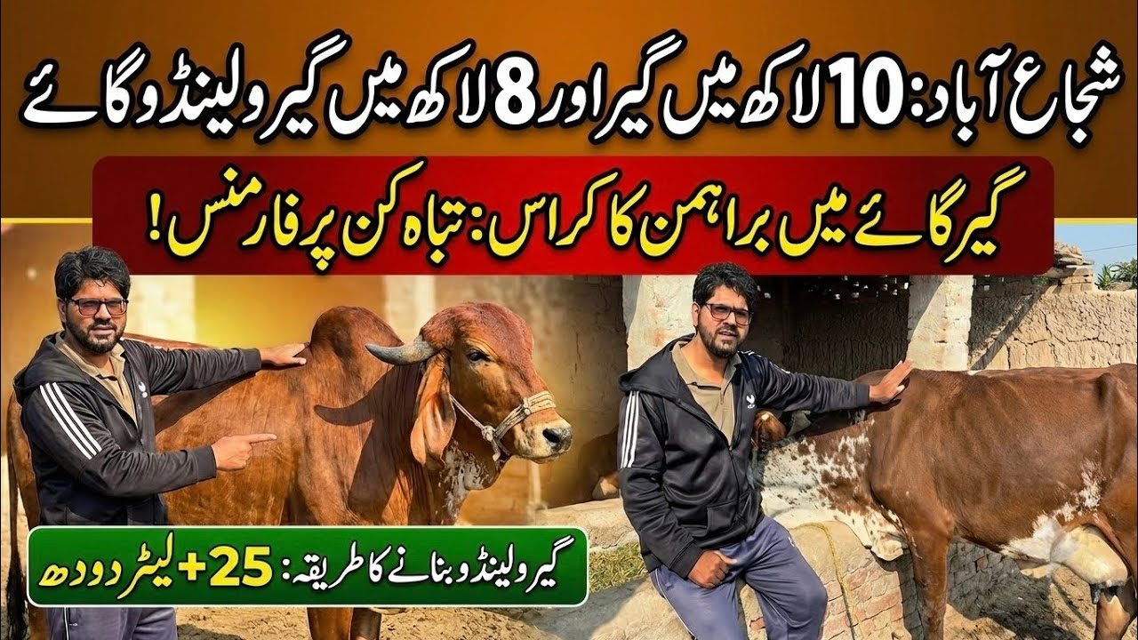 10 lac me Gir and Girolando cow II Gir and Brahman cross II Dr. MUZZAMMIL 