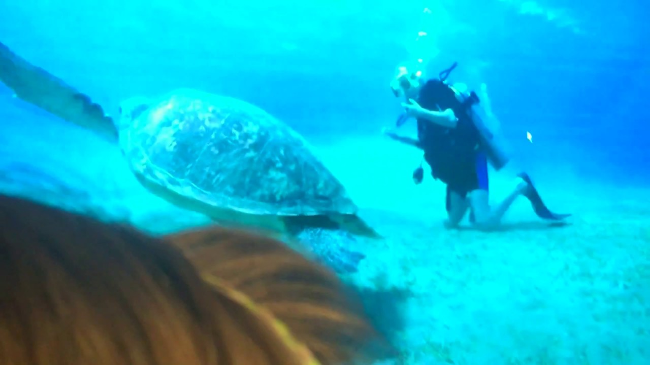 GlobalNews5.com I HEAR: Nela Mała Reporterka talks about diving in the ocean
