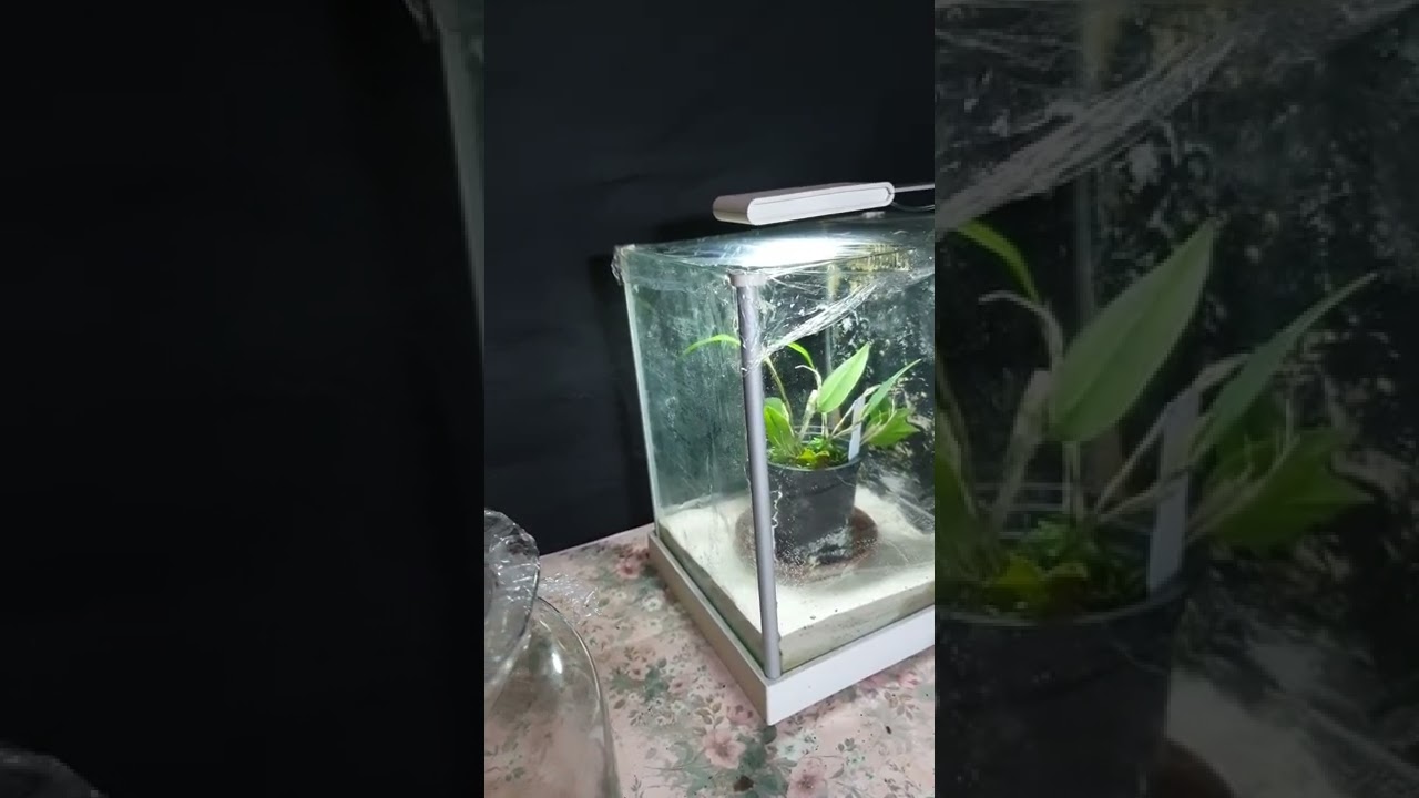 Restrepia light levels