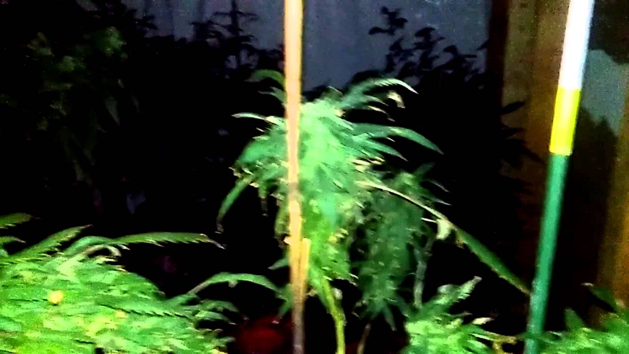 BUD PORN JUICY FRUIT BIG BUDS