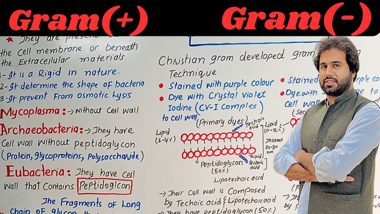 Chapter No 6 # Kingdom Prokaryotes| Gram staining Technique|11th Class Biology| Vision Academy|