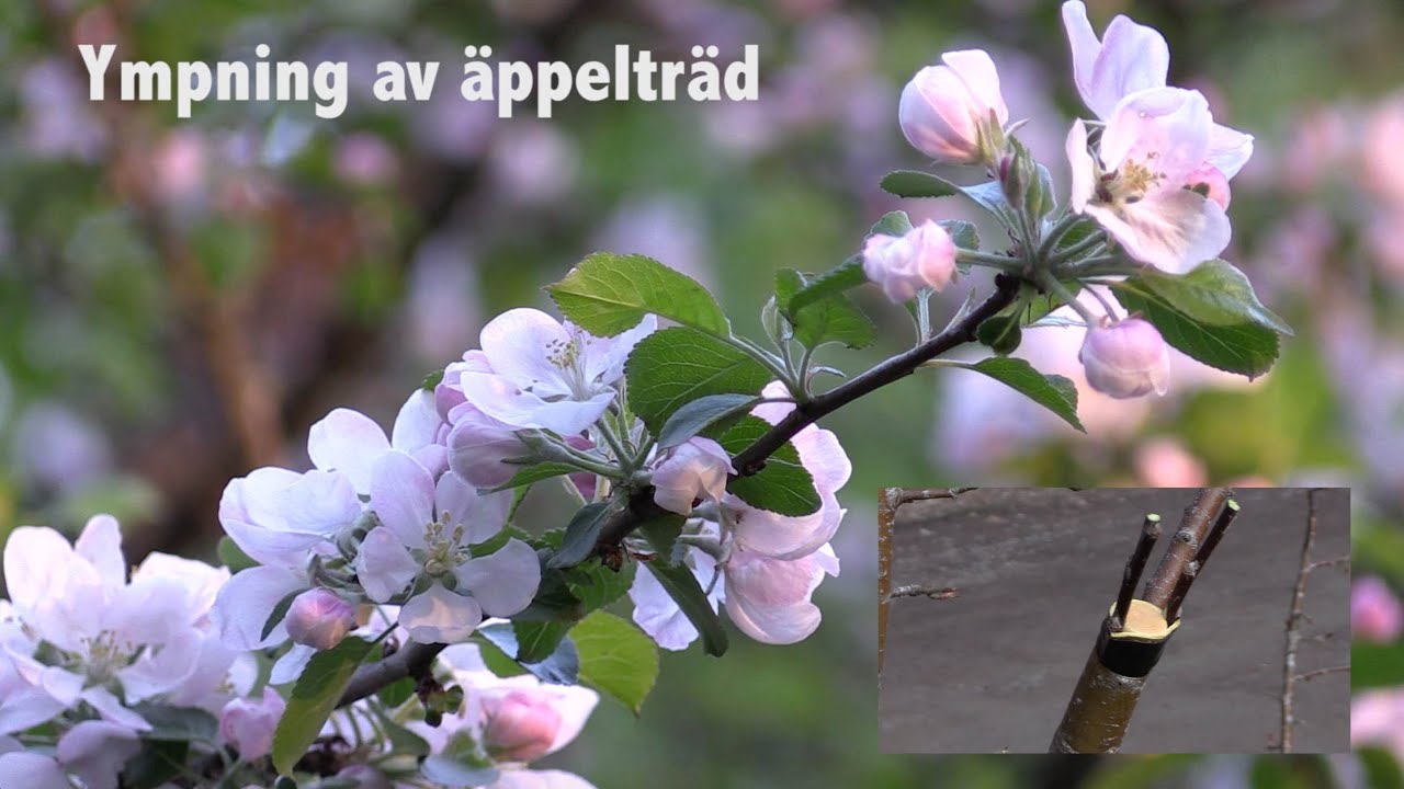 Ympning av äppelträd – för viltvården