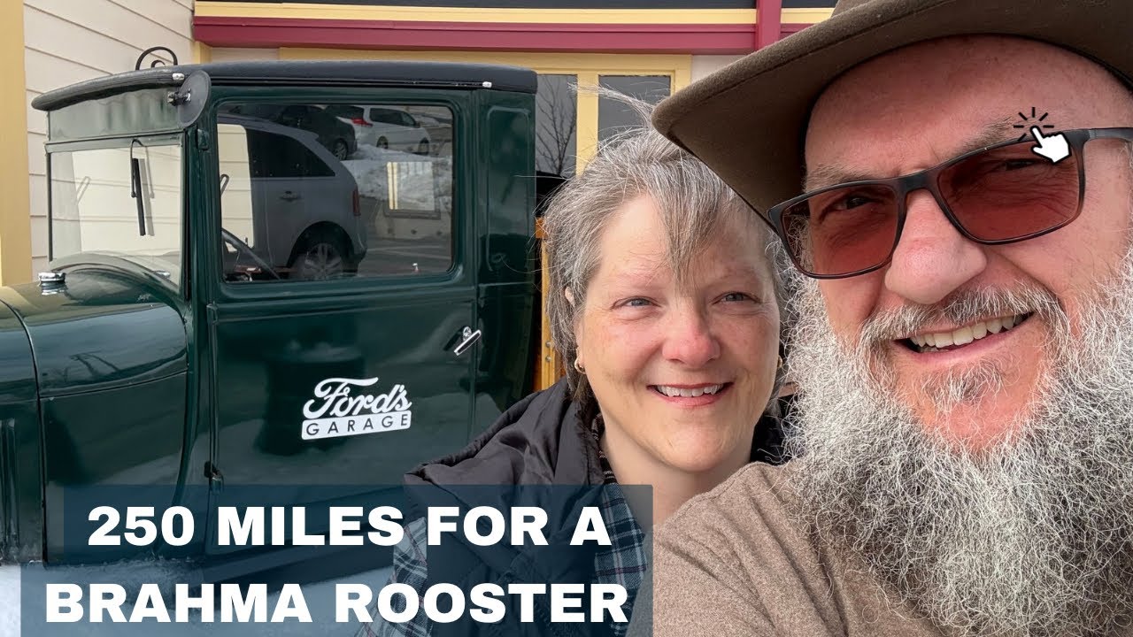 250 miles for a Rooster