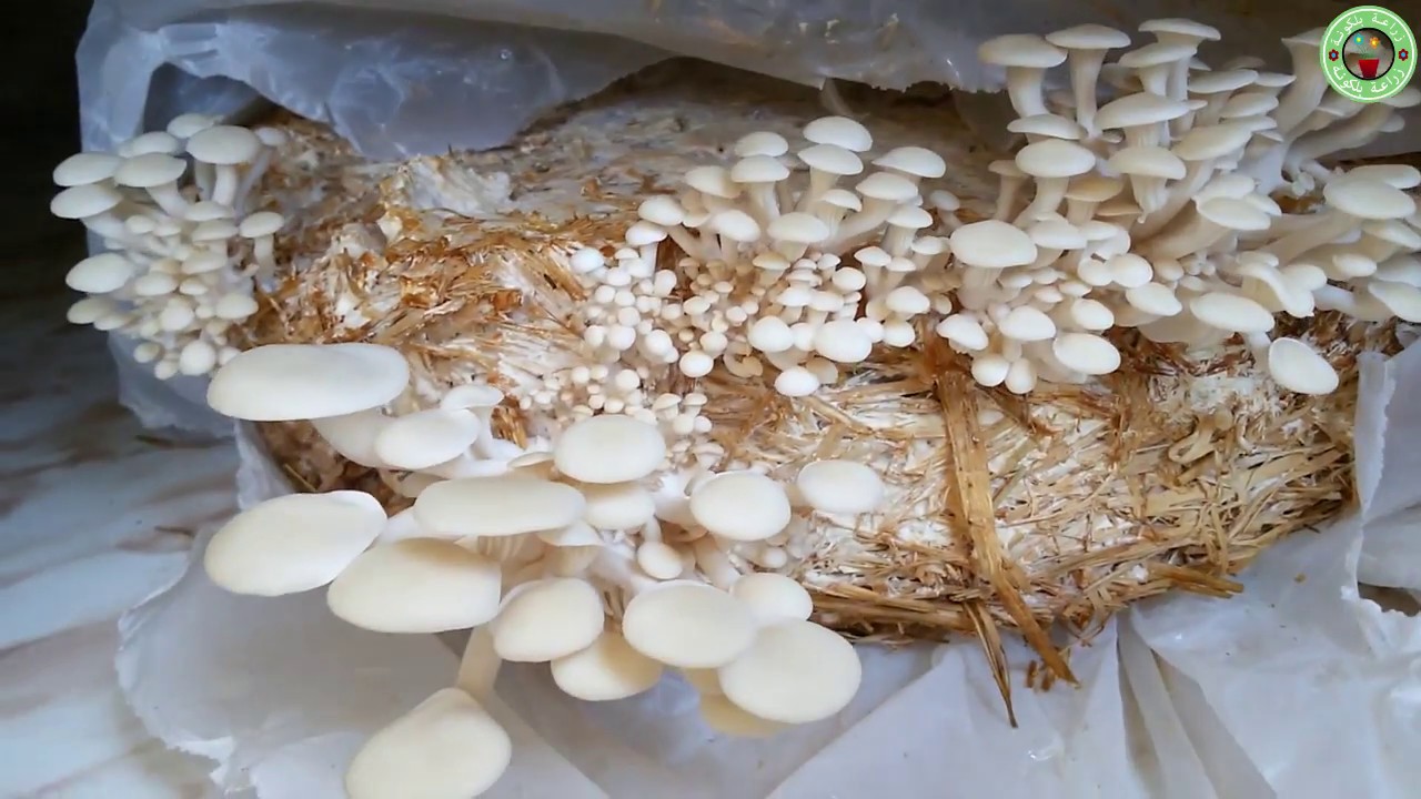 طريقة زراعة المشروم (عيش الغراب) في المنزل خطوة بخطوة حتى الحصاد How to grow oyster mushroom