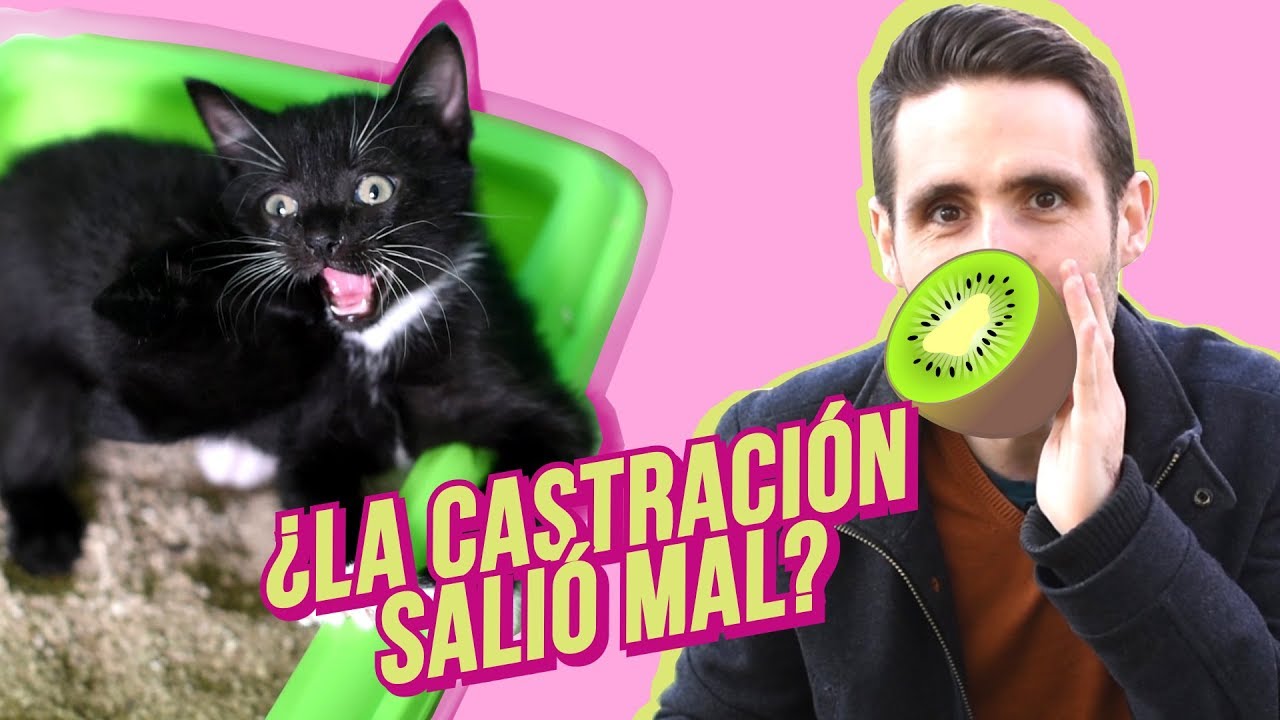 ¿Por qué mi gato sigue haciendo ESO después de la castración? 🥝😾