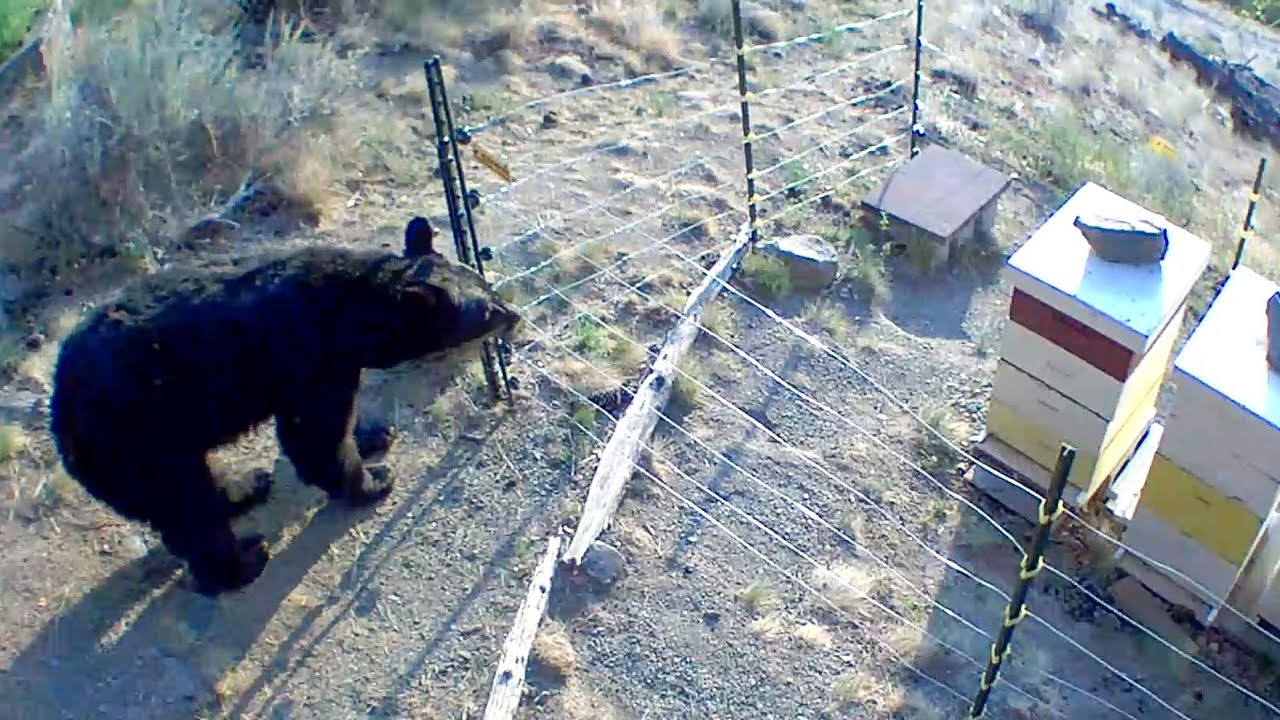 Множество медведей у ​​пчелиных ульев и как я их спас