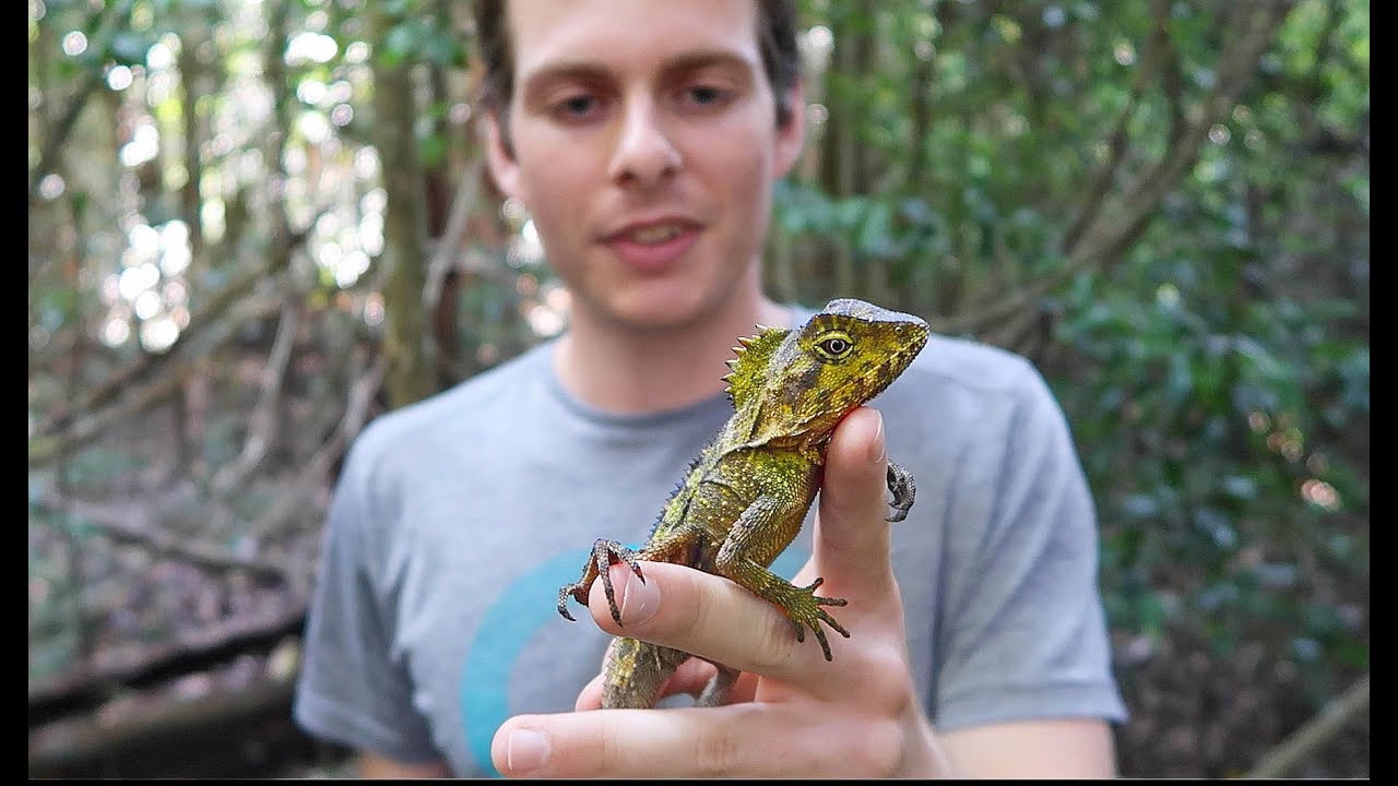 Wild Angle Headed Dragons In The Rainforest!