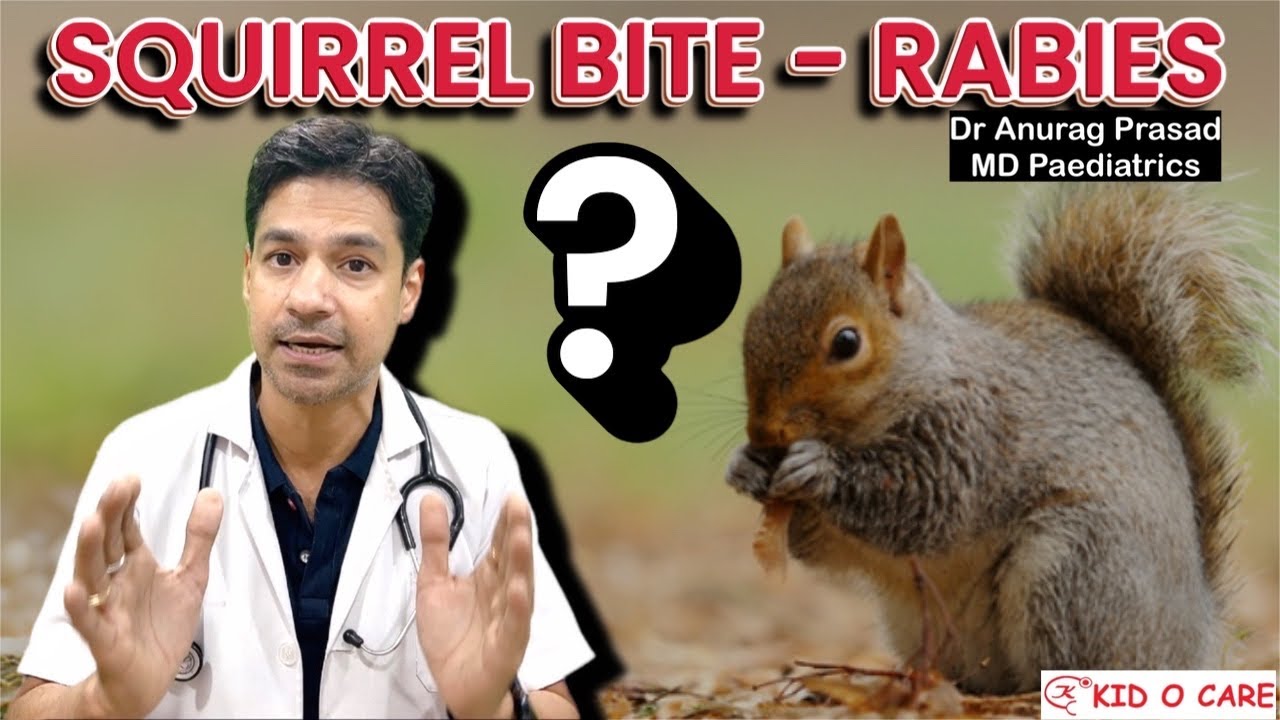 गिलहरी ने काट लिया? Rabies Risk कितना? Squirrel Bite Rabies: पूरी जानकारी हिंदी में Myth vs Reality