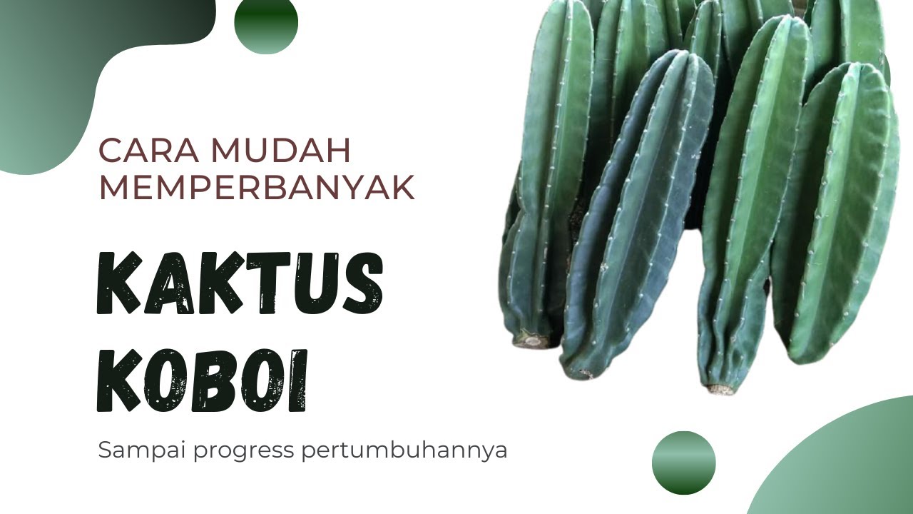 Cara Mudah Memperbanyak dan Menanam Kaktus Koboi Sampai Tumbuh