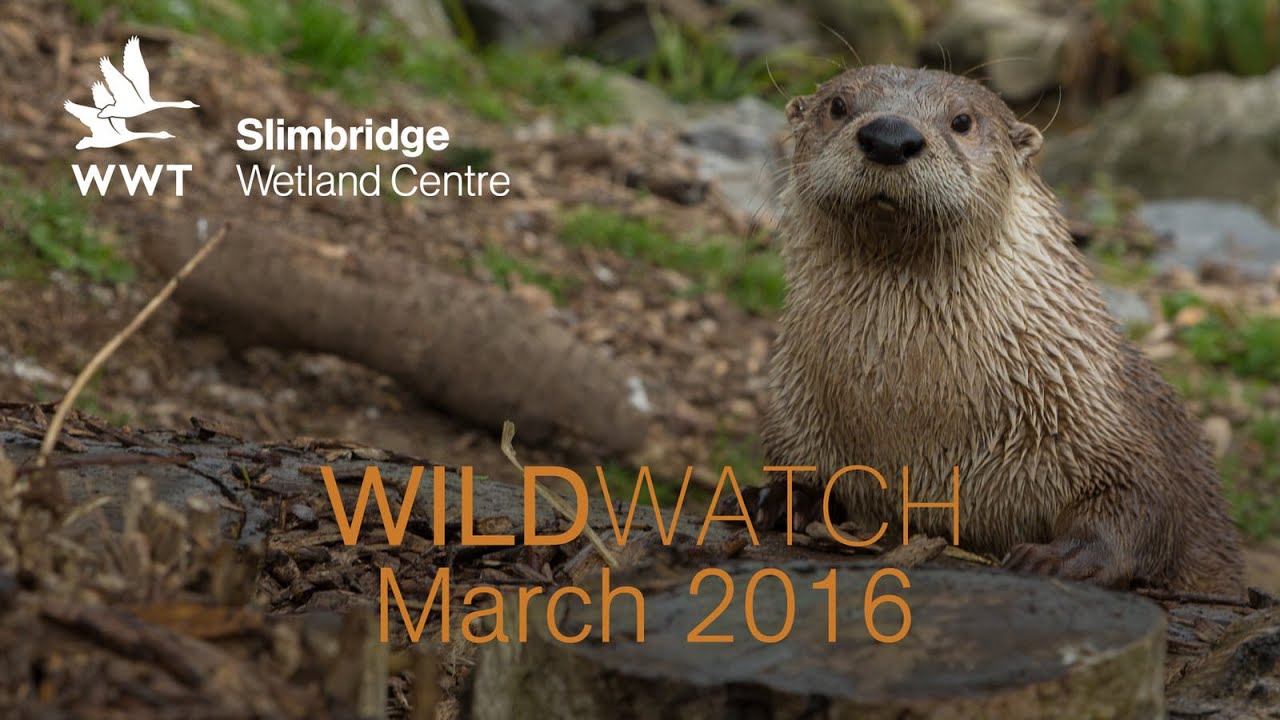 WWT WildWatch Slimbridge - March 2016