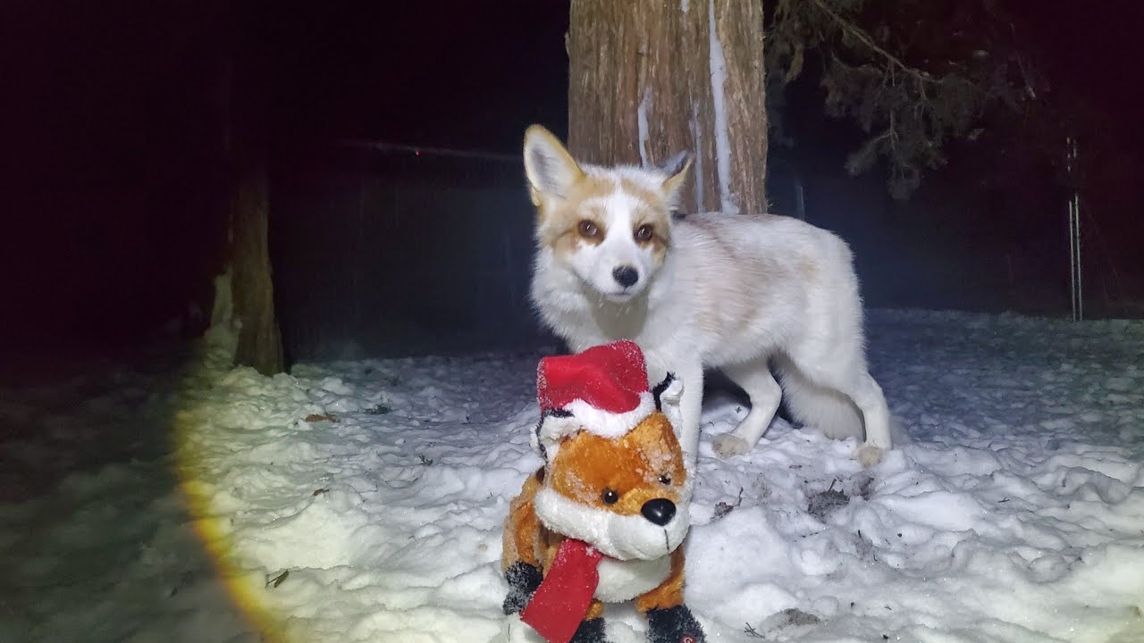 Foxes react to song 