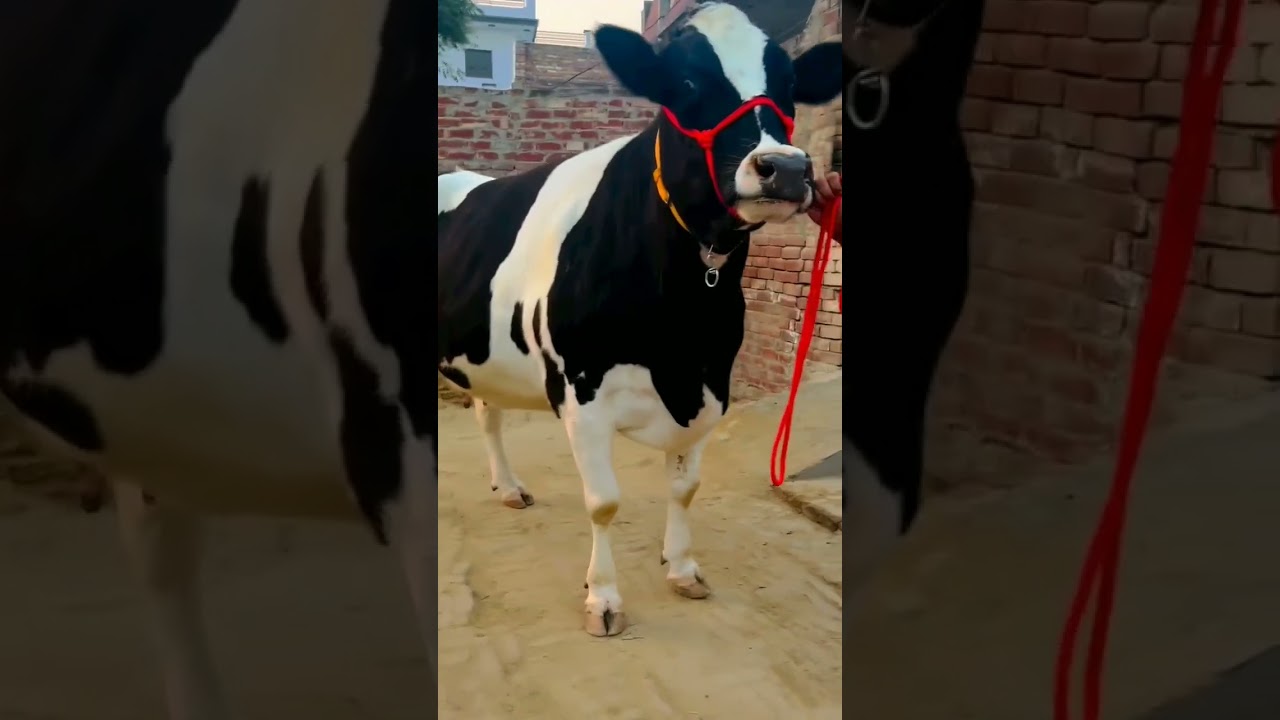 top hf cow milk Record 45+#dairyfarming #dairy #cow #farm #punjab #india