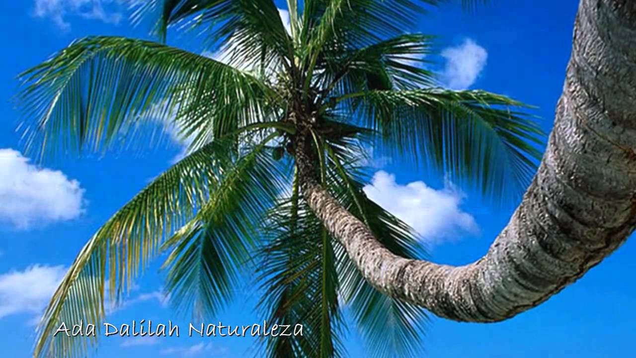 RICHARD CLAYDERMAN MOONFIRE