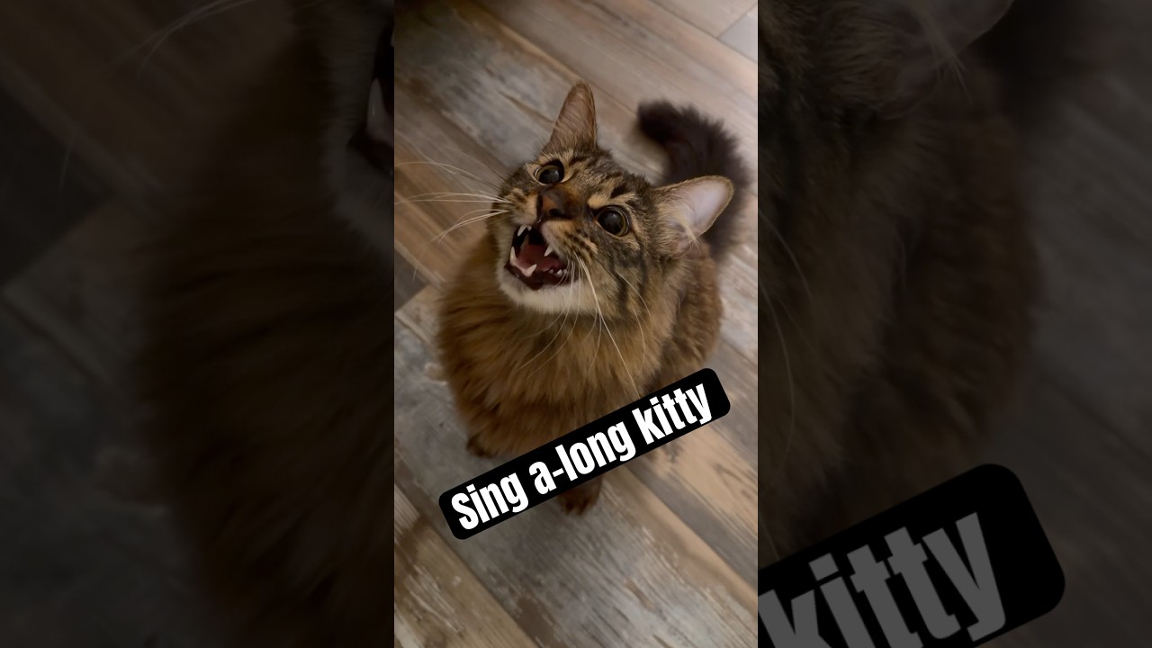 Котенок подпевает 🎤 🐈 #вирусное #вирусныекошки #котенок #смешныекошки #милыекошки #певец #пение #...