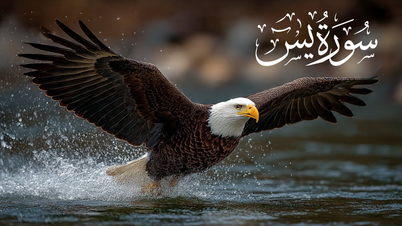 یس🤍