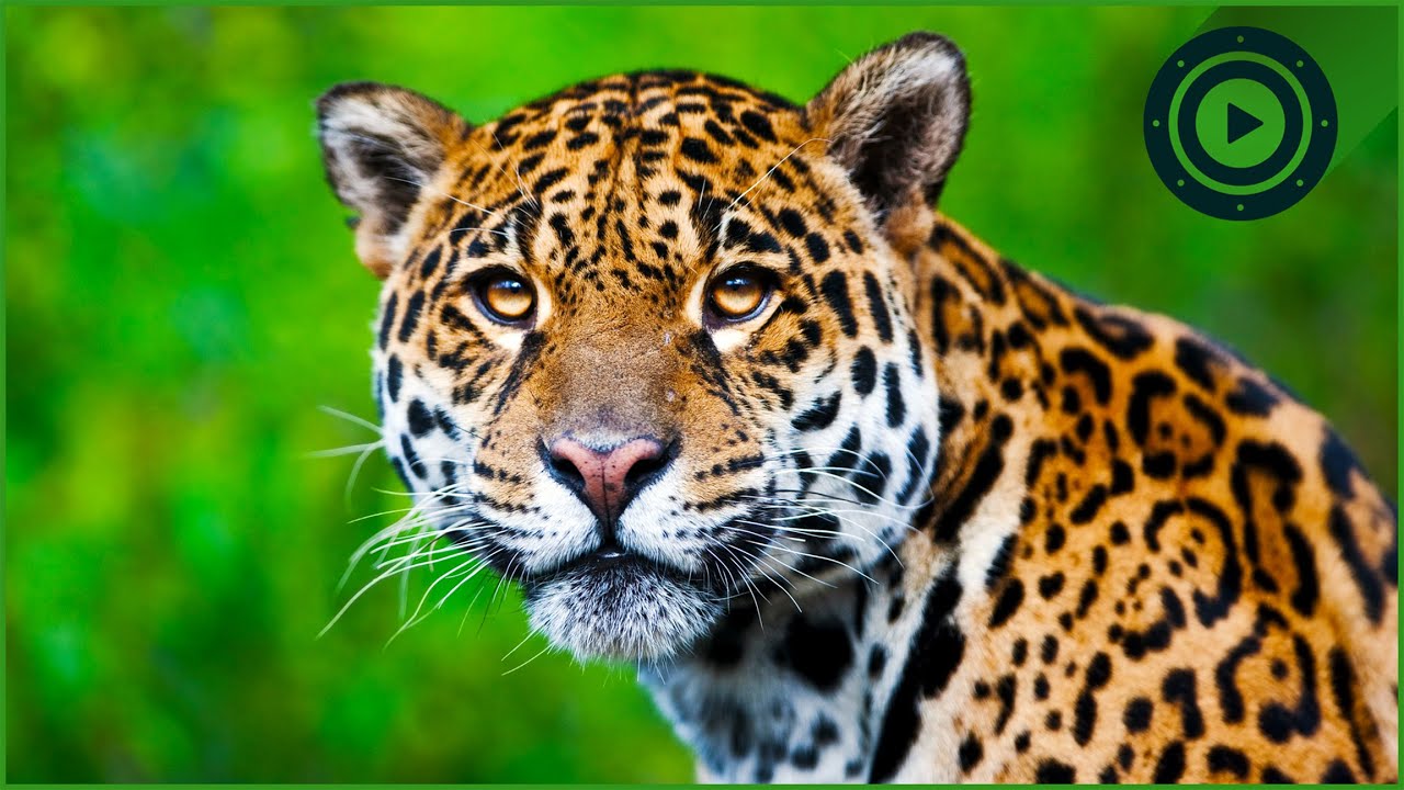 The Jaguar Trap: Exclusive Footage of the Predator Attacking Livestock