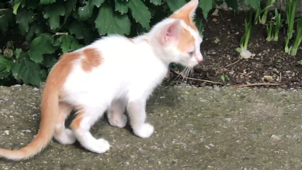 I found beautiful cats in Greece on my vacation #cat #catlover