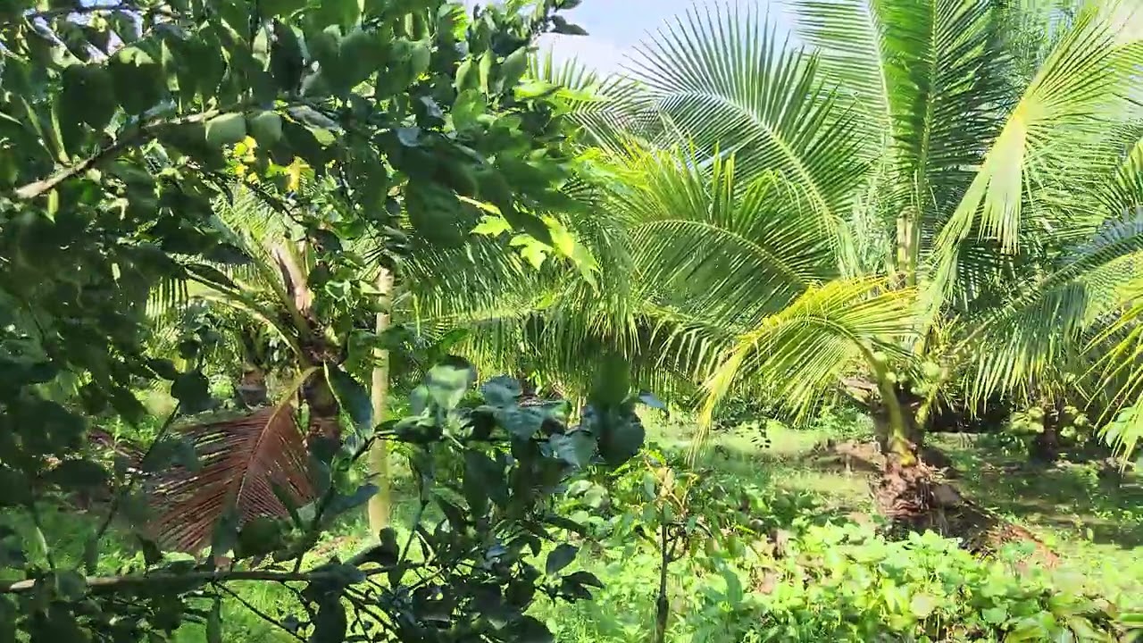Дождь и наводнение в САДУ во Вьетнаме 🇻🇳