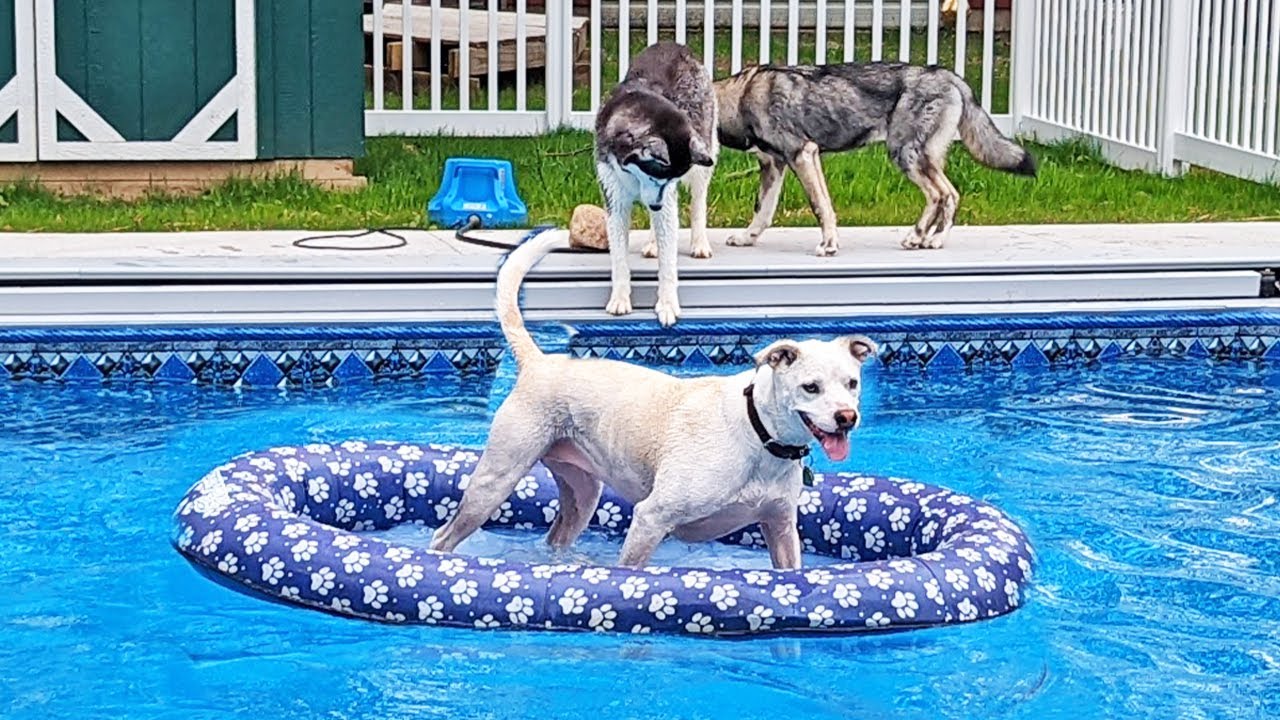 The Dogs Go Swimming with Friends In the Pool!