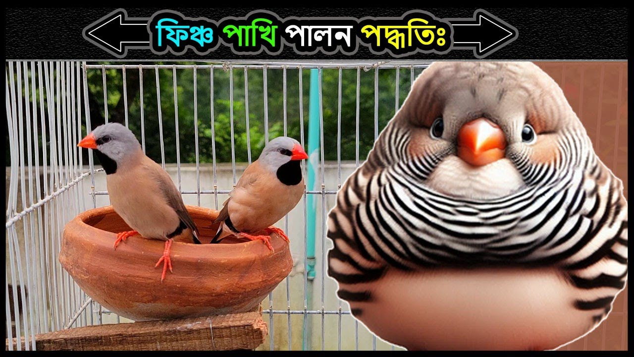 ফিঞ্চ পাখি পালন পদ্ধতি 🔥finch pakhi palon💗জেব্রা/লংটেল ফিঞ্চ, Zebra/Longtail Finch🔥Jactok পাখি ভাইয়া