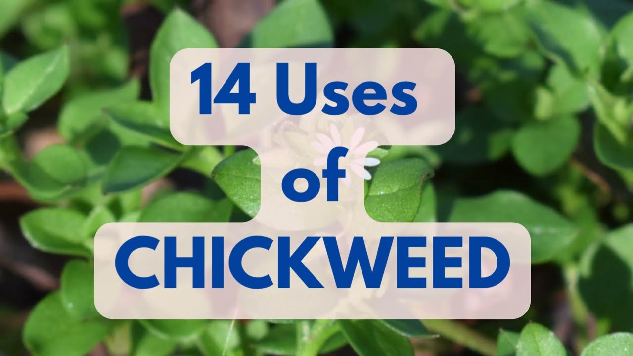 14 USES OF CHICKWEED - including Skin Health & Weight-loss (DR. SEBI APPROVED)