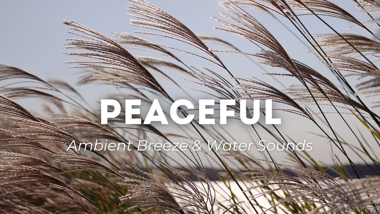 GORGEOUS Ambient Sounds & 4K Video | Feathery Grass Blowing in the Breeze | Calming Water Waves