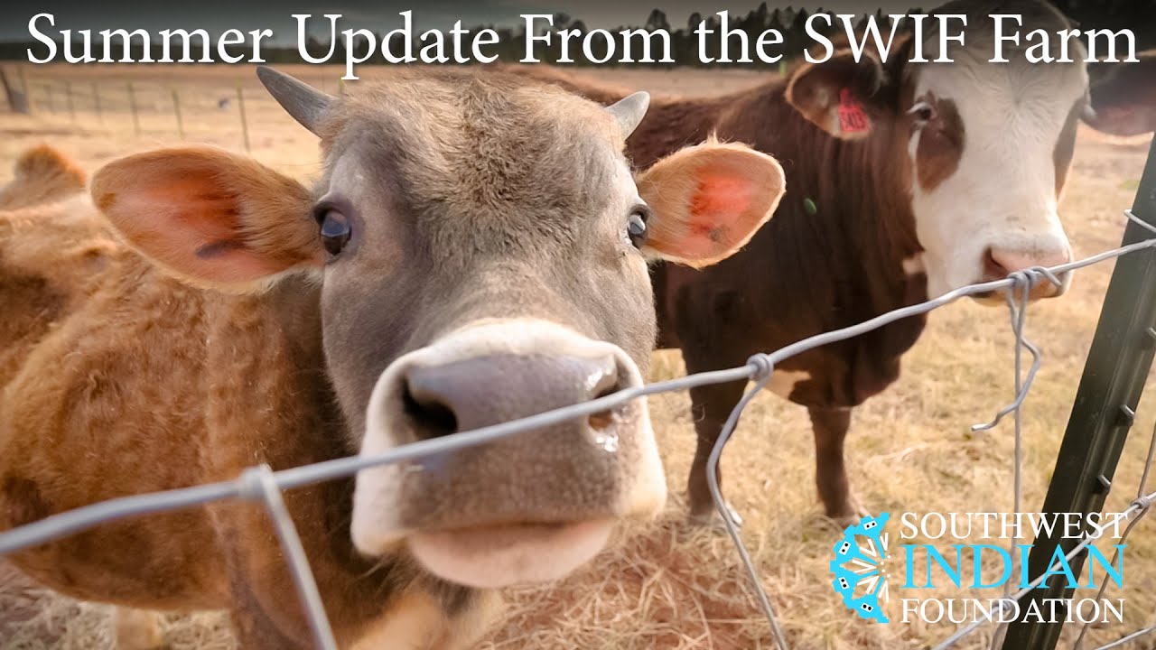 Summer Update From The SWIF Farm!