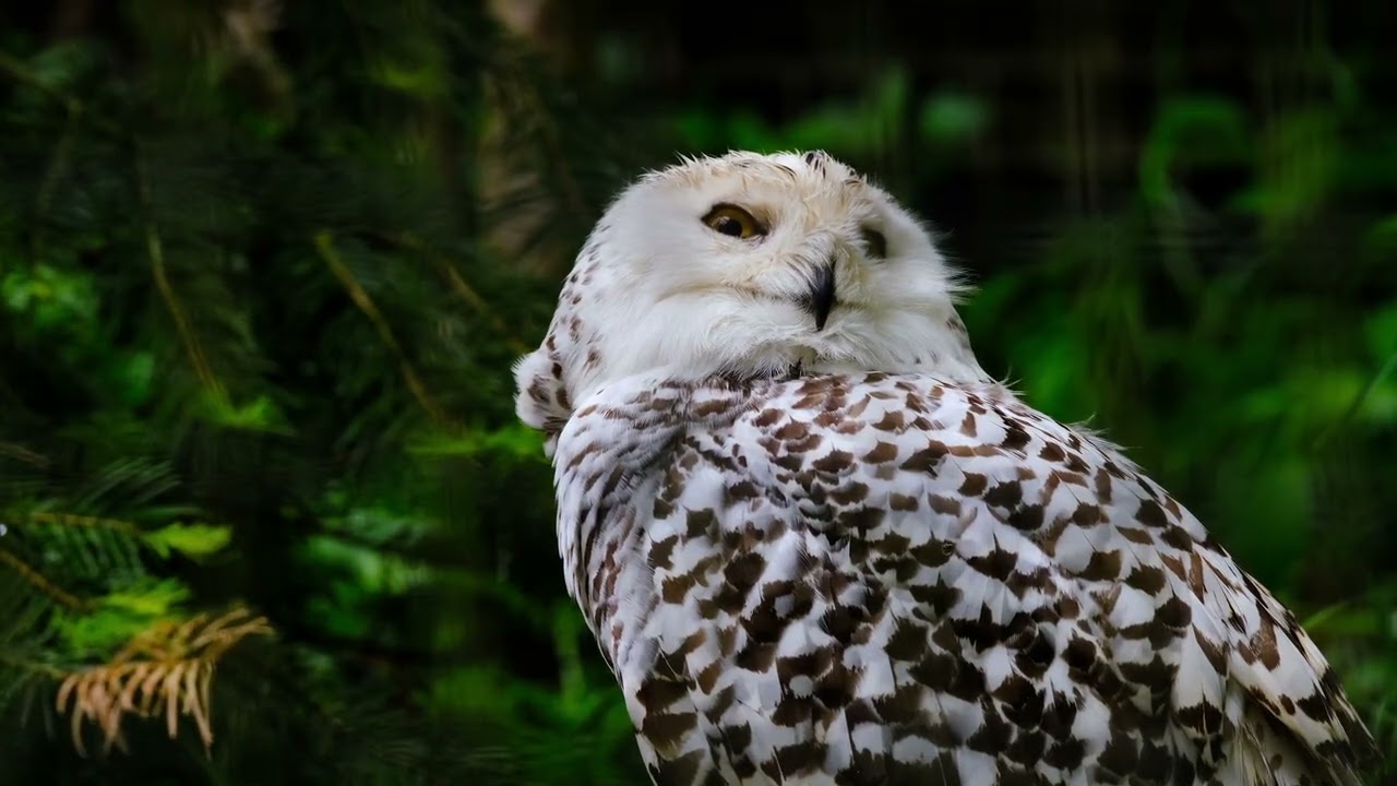 Amazing Owl in the Wild 🐾 | Wildlife Video