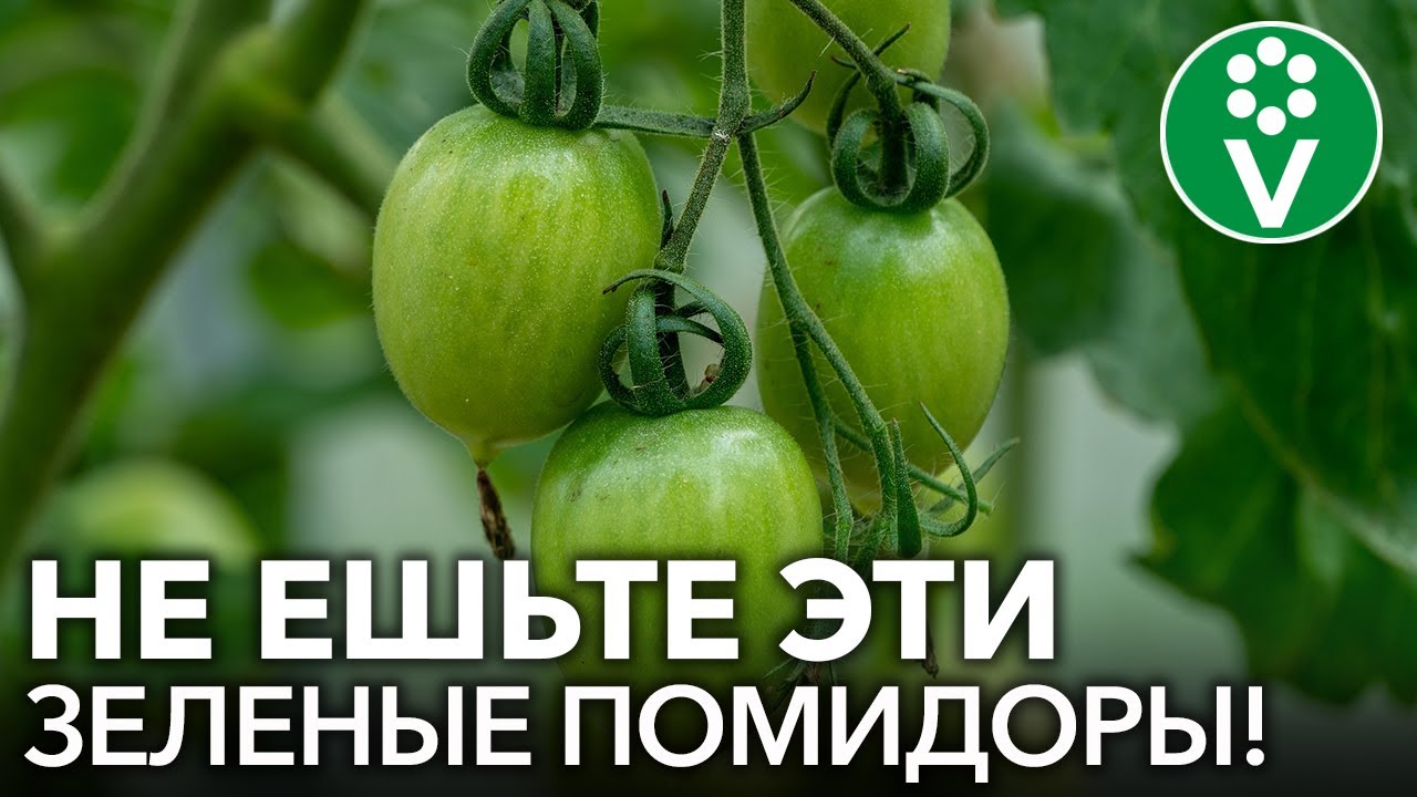 НИ В КОЕМ СЛУЧАЕ НЕ ЕШЬТЕ ЭТИ ПОМИДОРЫ и не используйте их в закатках!