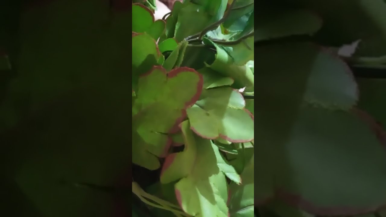 بدأت قناة 