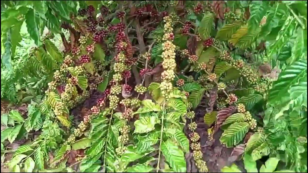 perawatan kopi vietnam