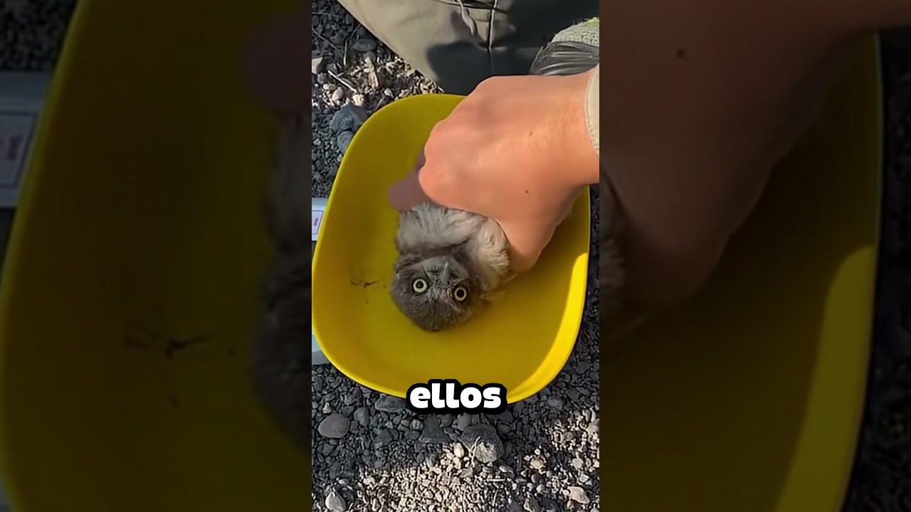 &iquest;Por qu&eacute; los b&uacute;hos beb&eacute;s no se asustan cuando los tocan? #shorts