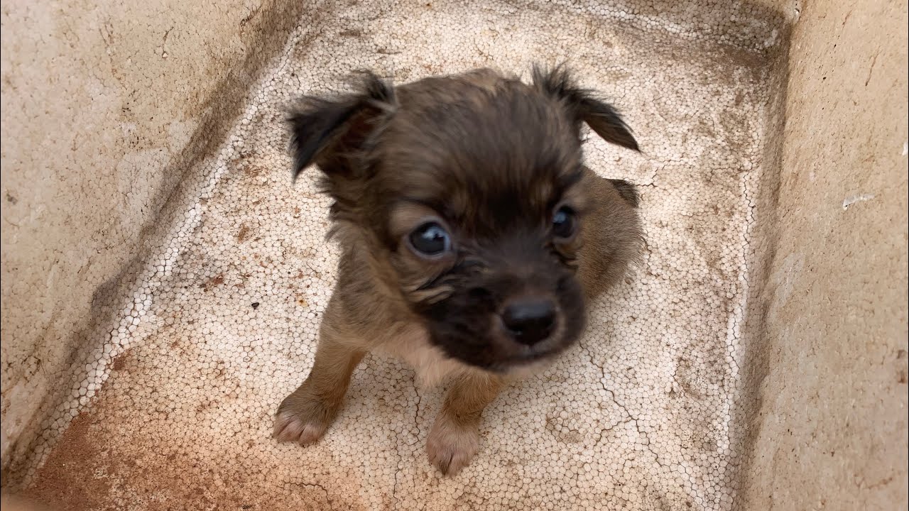 Puppy rescue|Rescued little YoYo puppy was abandoned in basket Rescatar al Cachorro@animalscare2440