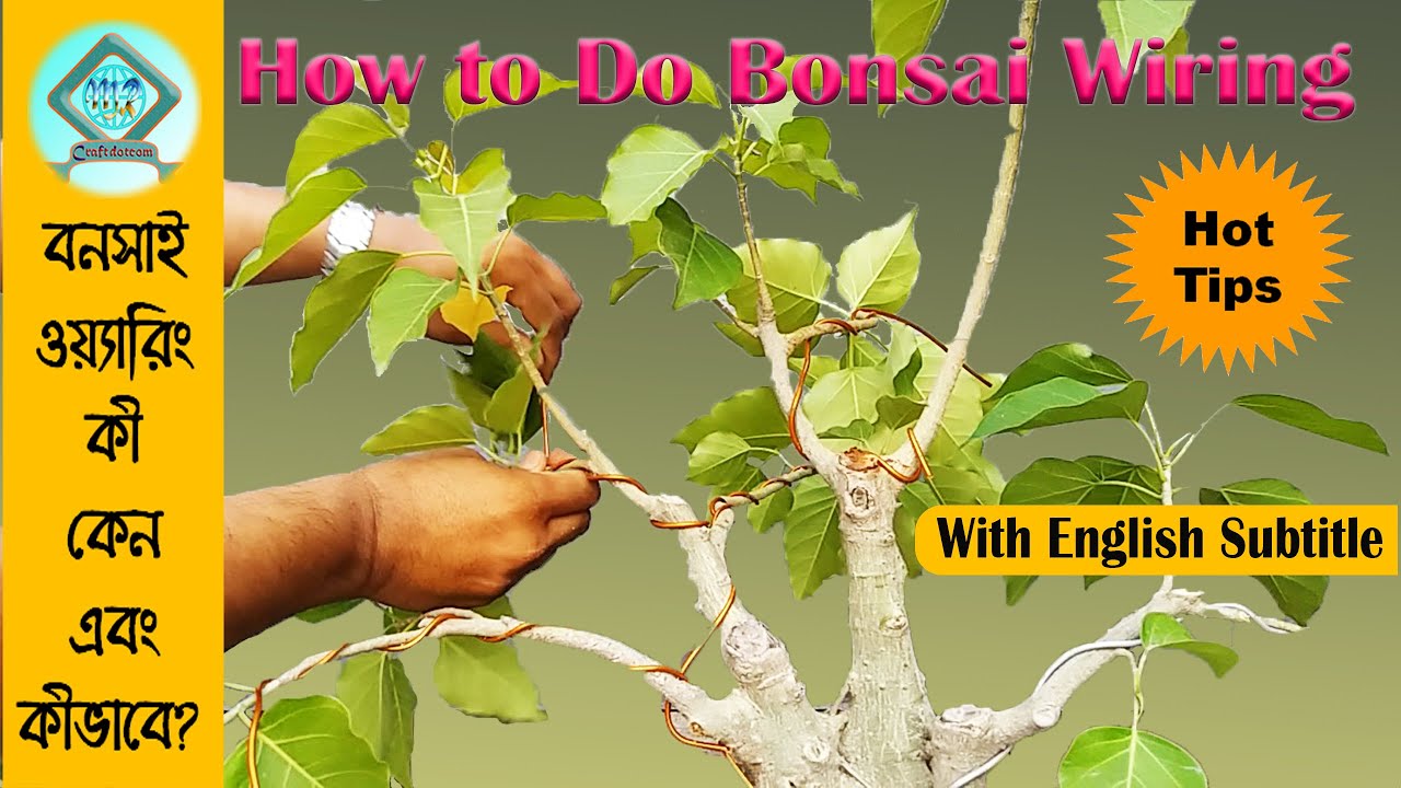 Part-14| Bonsai Wiring Tips | বনসাই ওয়্যারিং প্রক্রিয়া | Bonsai Wiring Bangla | How to wire a bonsai