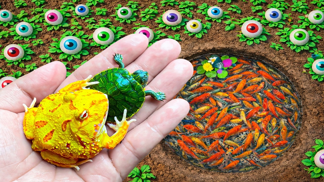 Catch Colorful Frogs Fish in Mini Lake, Ornamental Fish, Ranchu Fish, Betta Fish and Lot of Fish