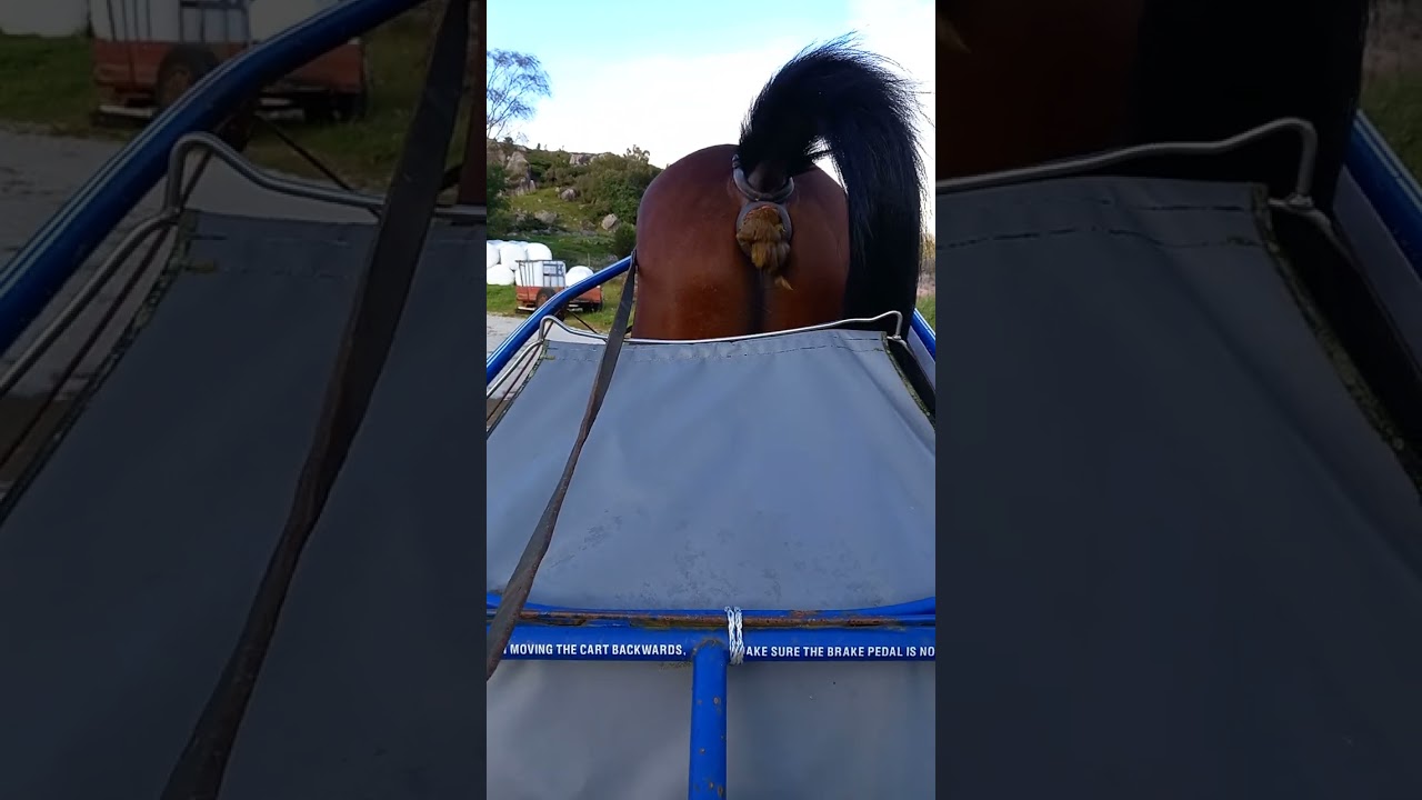 Athletic Sun på slakke tøyler