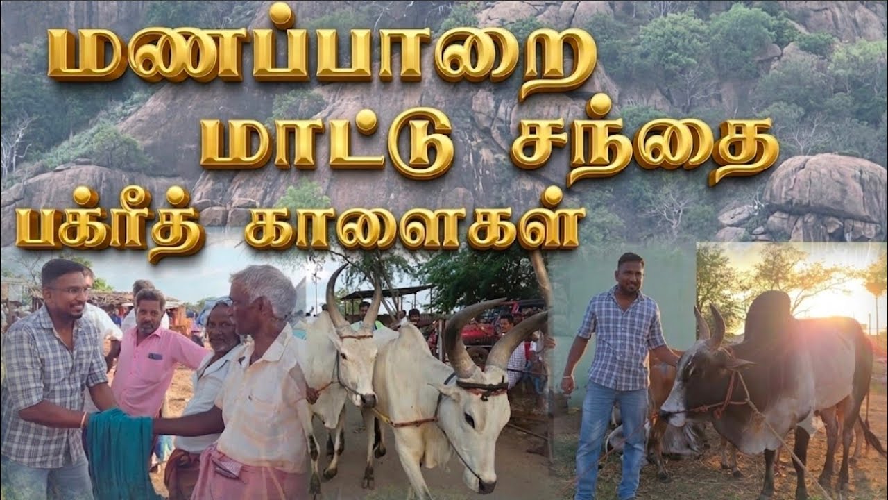 Manapparai mattu சந்தை / மணப்பாறை மாட்டு சந்தை 😎 பக்ரீத் வார காளைகள்..!