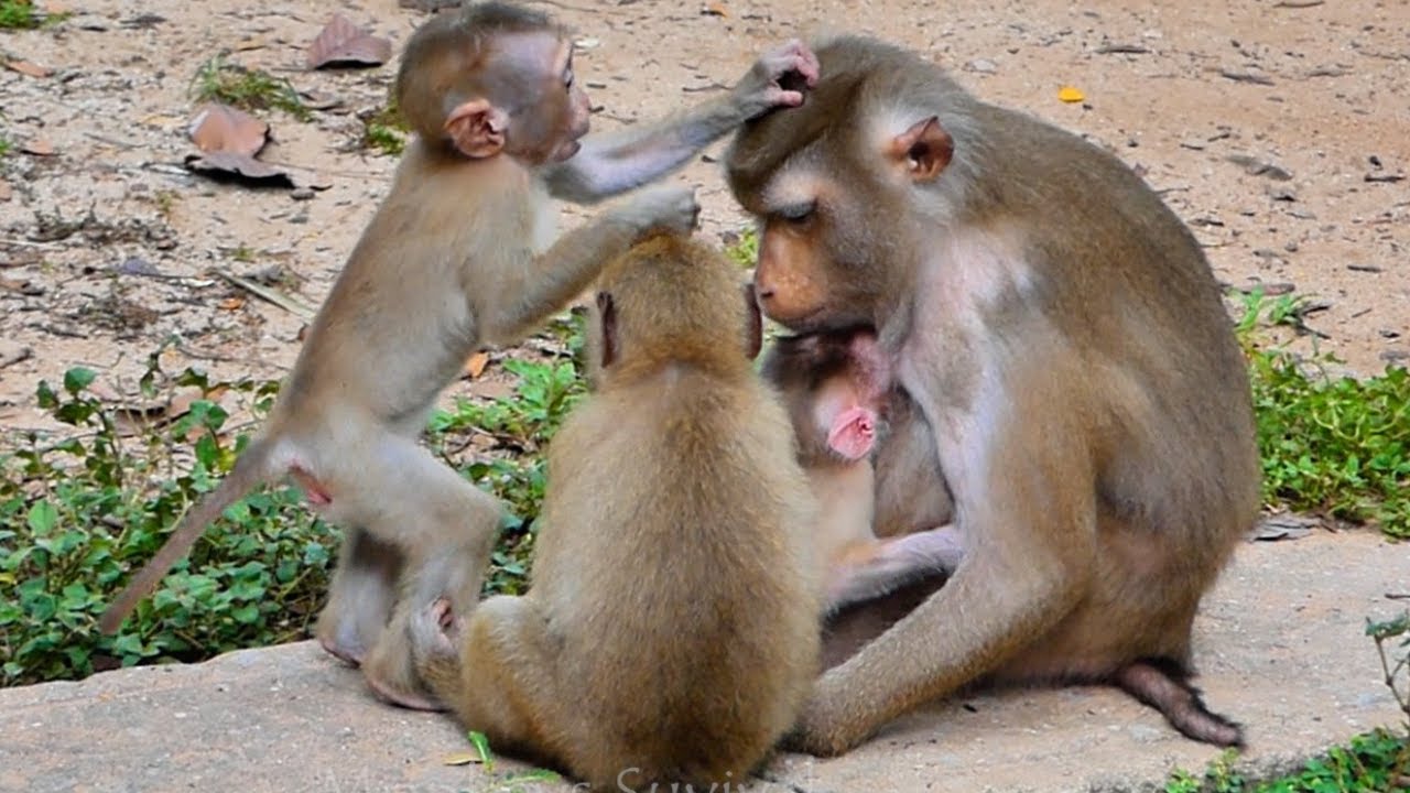 VerySweet!...Baby Monkey Lucie And Monkey Rainbow C_omfort Mommy Monkey Libby