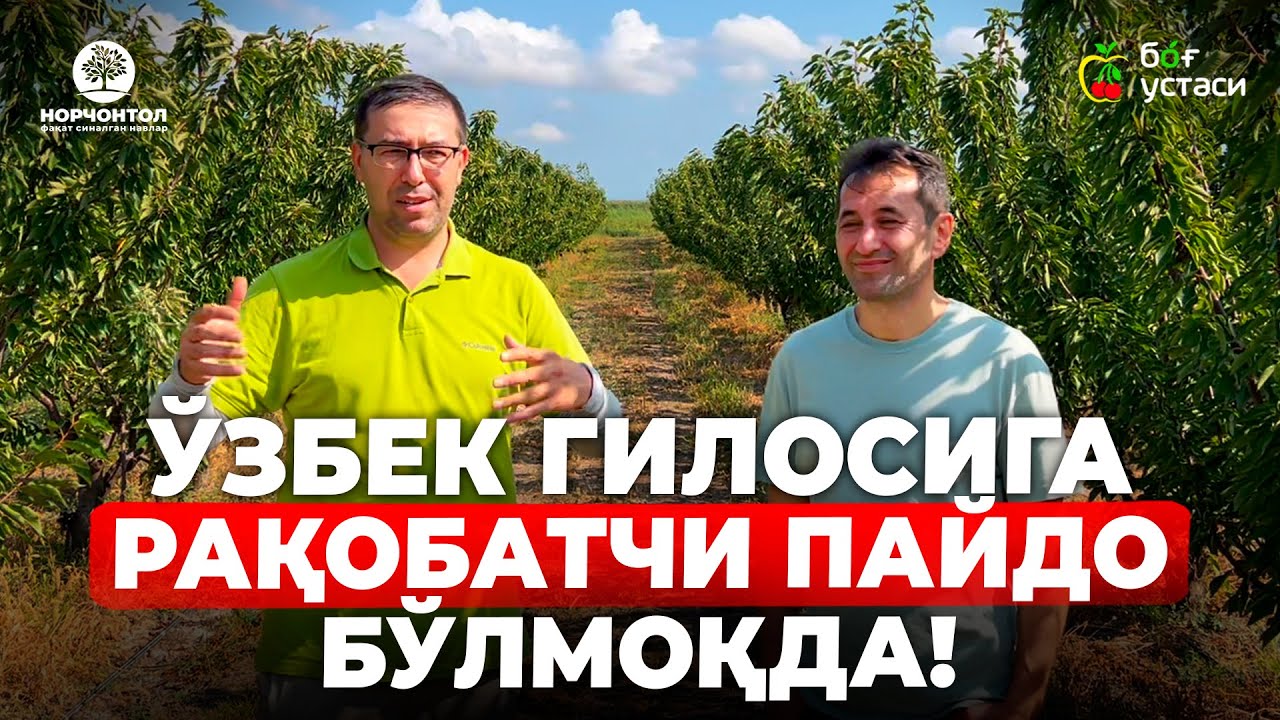 РОЯЛЬ ТИОГА ГИЛОСИ БАРЧАНИ ҲАЙРАТДА ҚОЛДИРДИ ! | ШУҲРАТ АБРОРОВ #shuhratabrorov #gilos #royaltioga