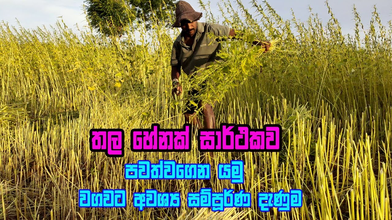 හේනක තල වගා කරනවනම් මේ දේවල් දැනගන්න | thala wagawa | Sesame Cultivation | thala wagawa sinhala