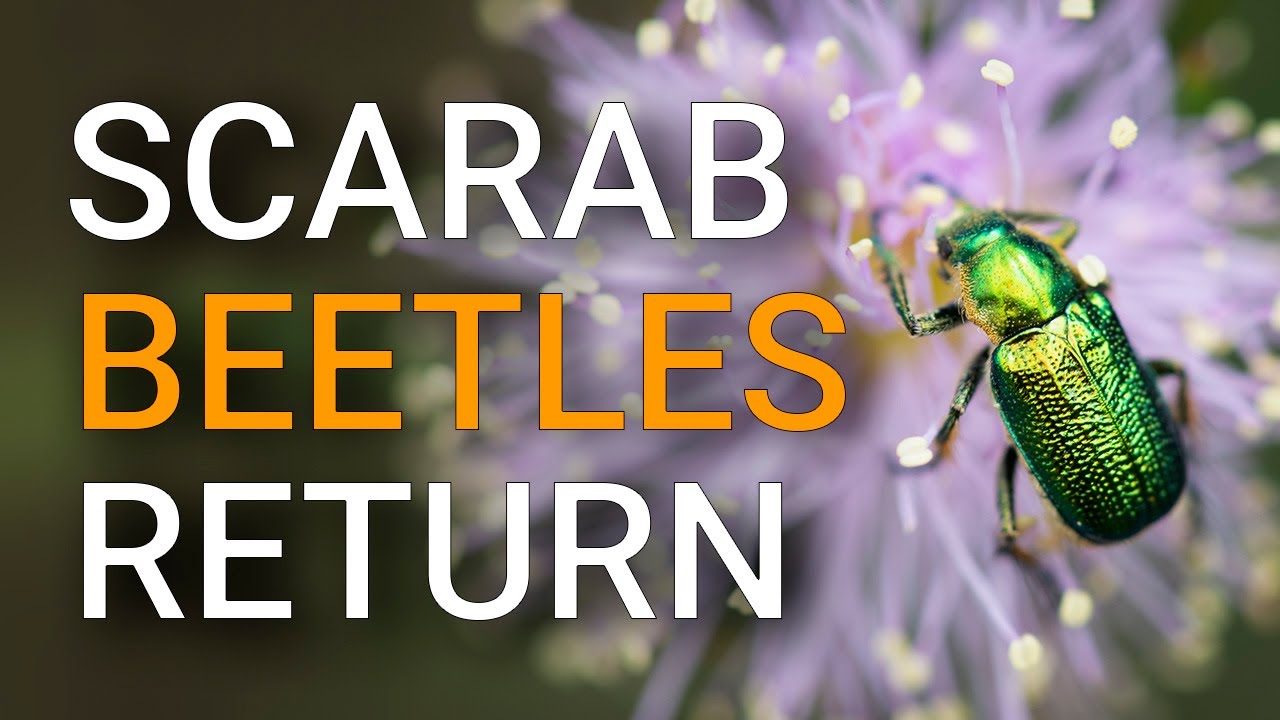 Swarms of green scarab beetles. Are they a problem?