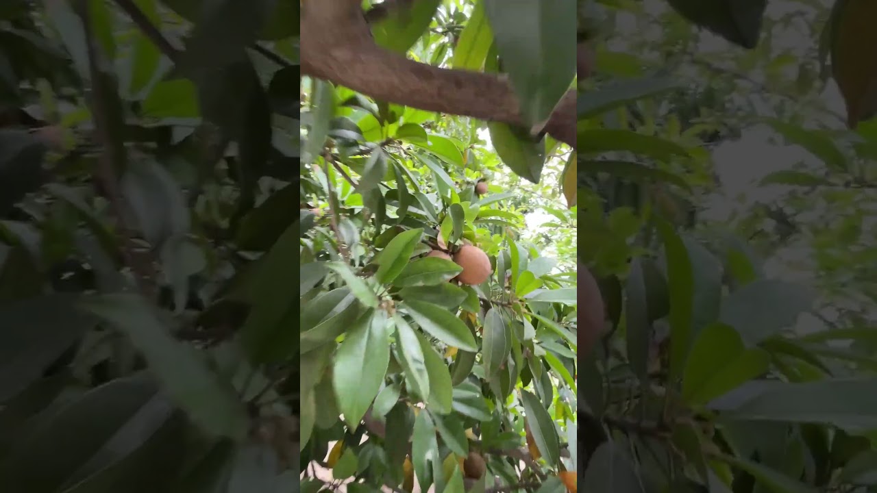 चीकू की खेती Sapodilla #chikoofruit