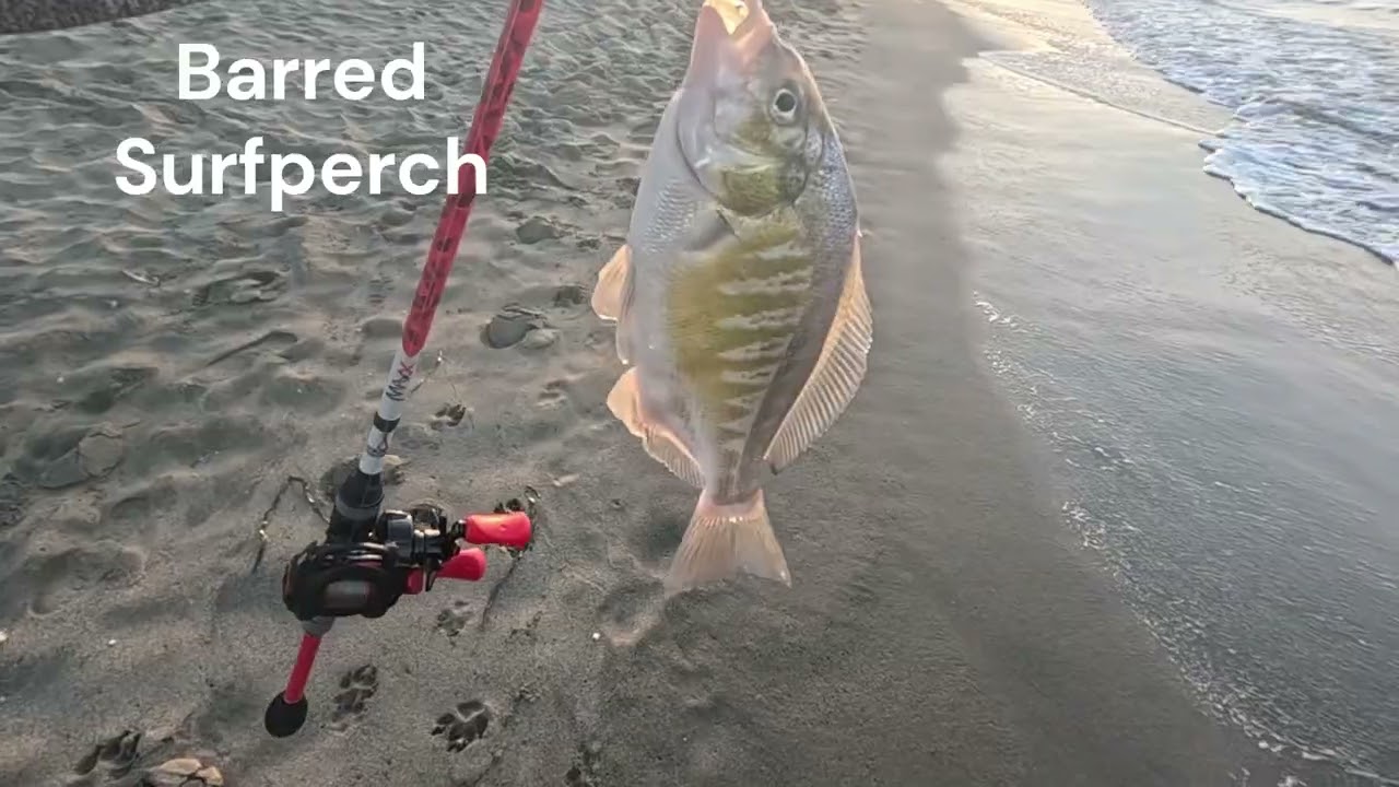 SURF FISHING 101 - Perch Madness San Francisco, CA