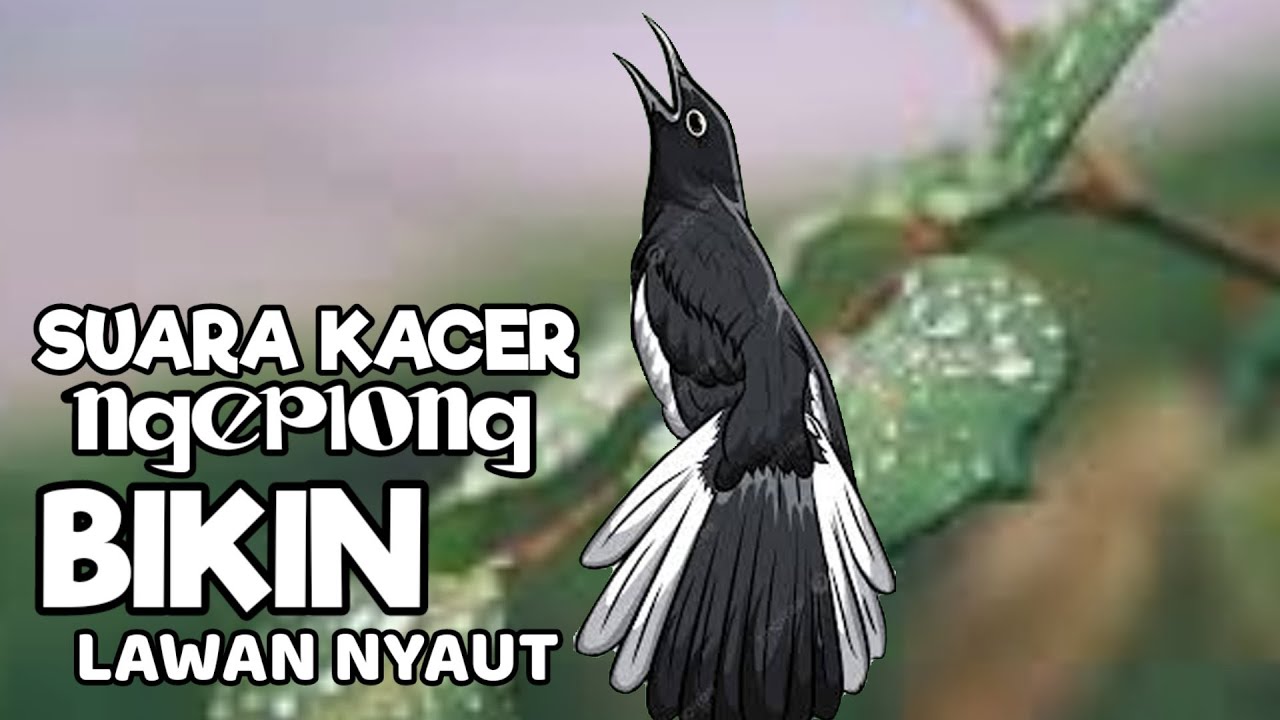 KACER NGEPLONG iNI DIJAMIN BIKIN KACER APASAJA LANGSUNG NYAUT GACOR, AMPUH!