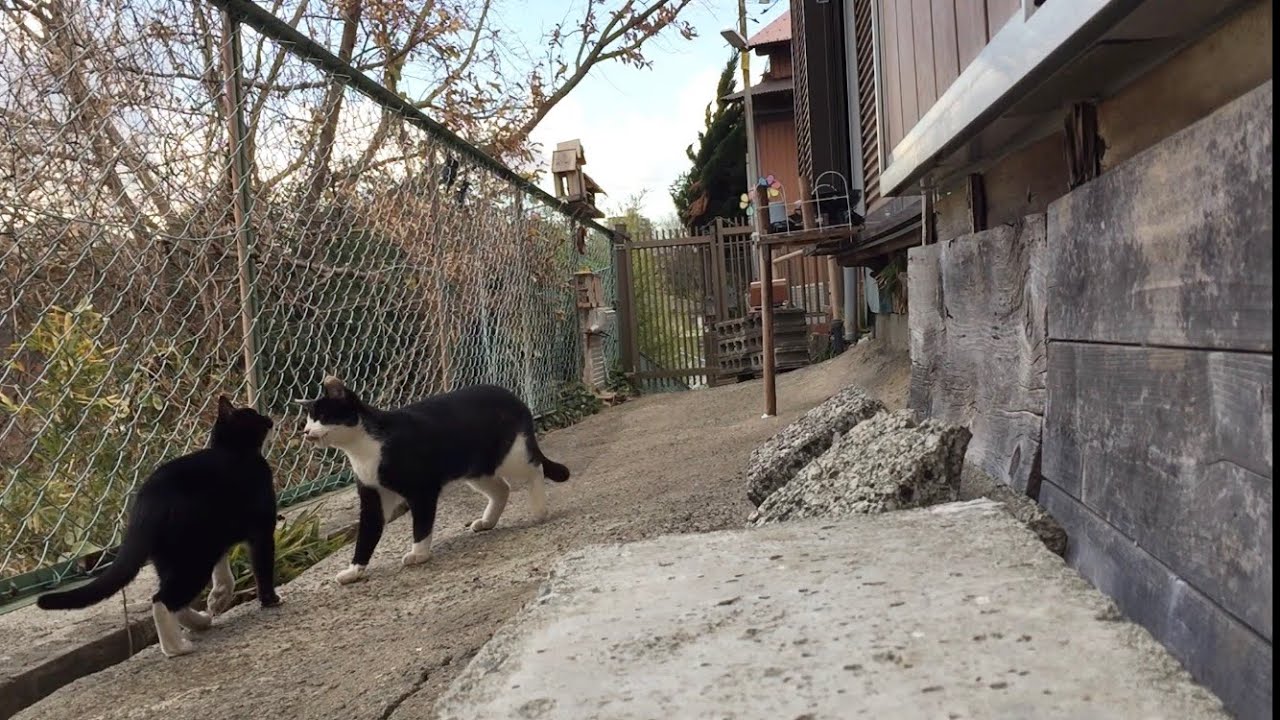 2026.01.22 野良子猫三兄弟のうろうろタイム～下の猫たちの喧嘩が怖い子猫たち～(字幕なし)