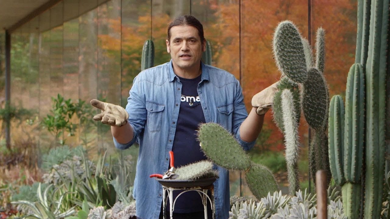 Características del cactus opuntia: reproducción y variedades - Bricomanía - @Jardinatis