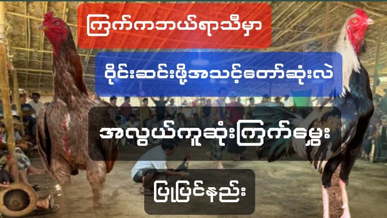 @အလွယ်ကူဆုံးကြက်မွှေးကြက်ပြင်နည်းညီကိုတွေတွက် ကြက်ကဘယ်ရာသီမှာဝိုင်းဆင်းဖို့တိုက်ဖို့အသင့်တော်ဆုံးလဲ?