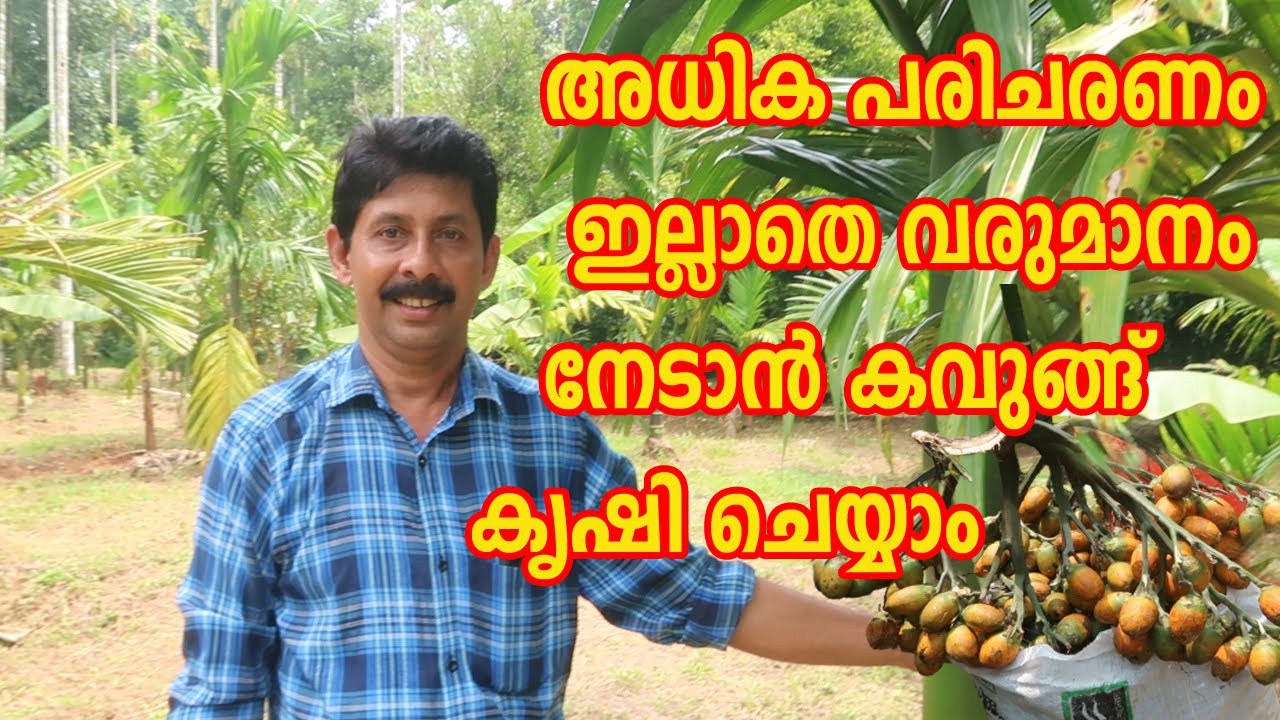 അധികം പരിചരണം ഇല്ലാതെ വരുമാനം നേടാൻ അടയ്ക്ക കൃഷി ചെയ്യാം Areca Nut Farming Adaykka Krishi Malayalam