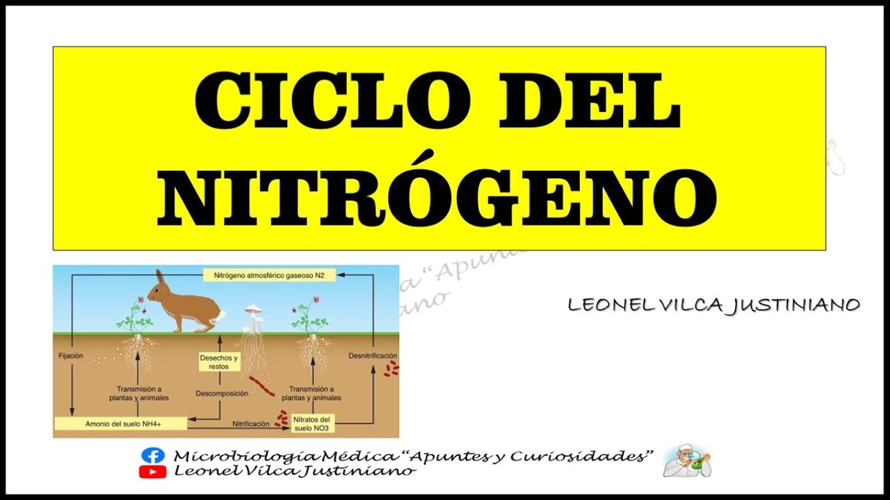 CICLOS BIOGEOQUÍMICOS - CICLO DEL NITRÓGENO