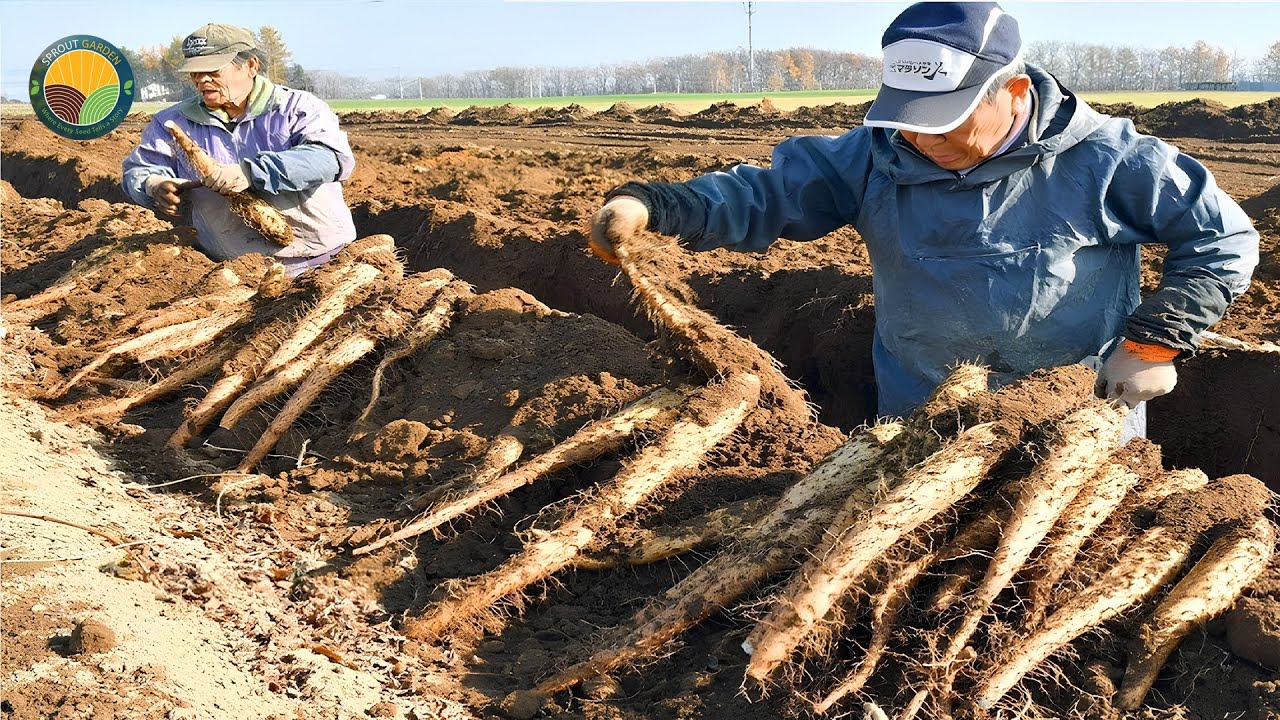 How Chinese Farmers Harvest Yams: Yam Processing Technology | Farming Documentary